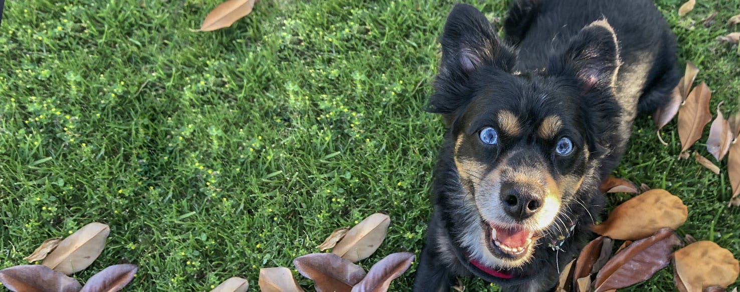 Cocker hot sale husky mix